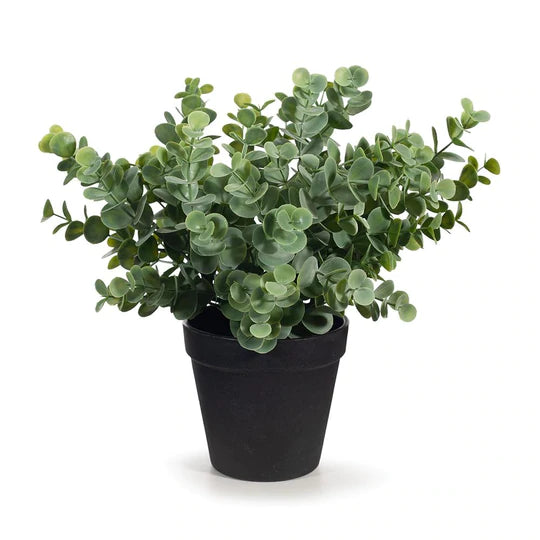Eucalyptus Bush in Pot Grey Green 30cmw x 25cmh