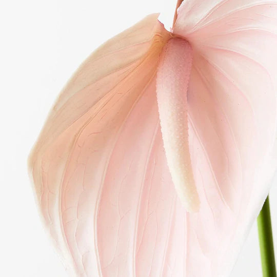 Anthurium Soft Pink 74cml
