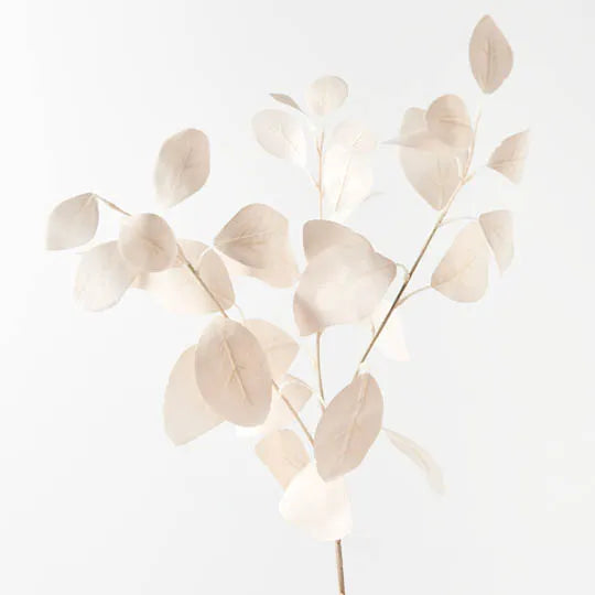 Eucalyptus Silver Dollar Ivory 78cml