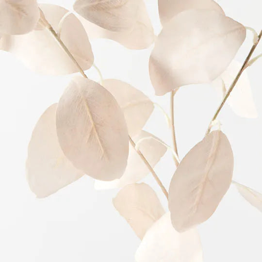 Eucalyptus Silver Dollar Ivory 78cml