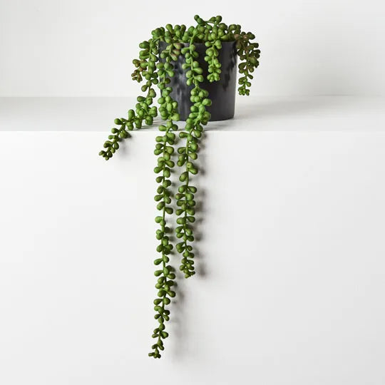 String of Pearls in Pot Green 45cml