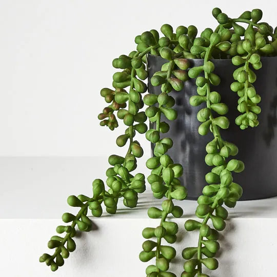String of Pearls in Pot Green 45cml