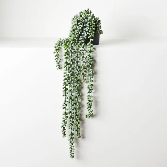 String of Pearls in Pot Grey Green 70cml