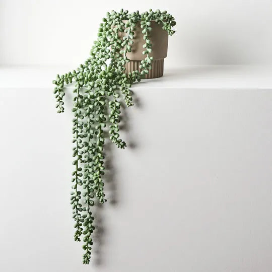 String of Pearls in Pot Grey Green 70cml