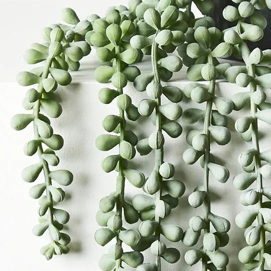 String of Pearls in Pot Grey Green 70cml