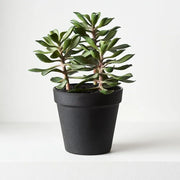 Succulent in Pot Green 18cmw x 20cmh – thumbnail