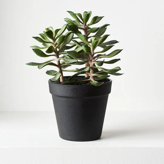 Succulent in Pot Green 18cmw x 20cmh