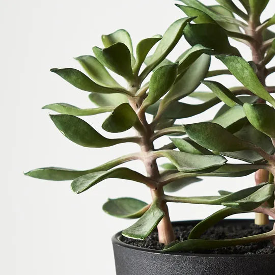 Succulent in Pot Green 18cmw x 20cmh