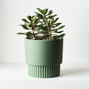 Succulent in Pot Green 18cmw x 20cmh – thumbnail