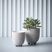 Succulent in Pot Green 18cmw x 20cmh – thumbnail