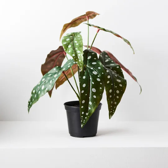 Begonia Maculata in Pot Green 30cmh