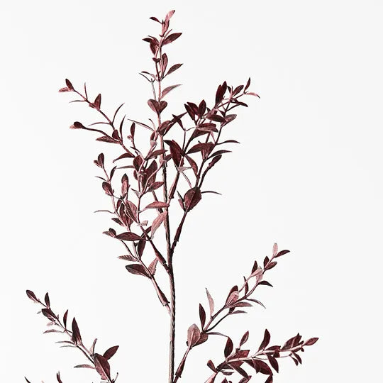 Ruscus Spray Plum 73cml