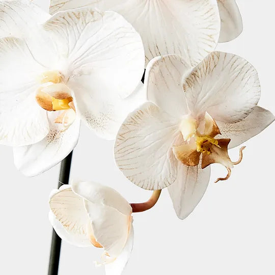 Orchid Phalaenopsis Infused Mini Dove 51cml