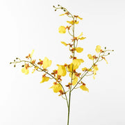 Orchid Dancing Yellow 98cml – thumbnail