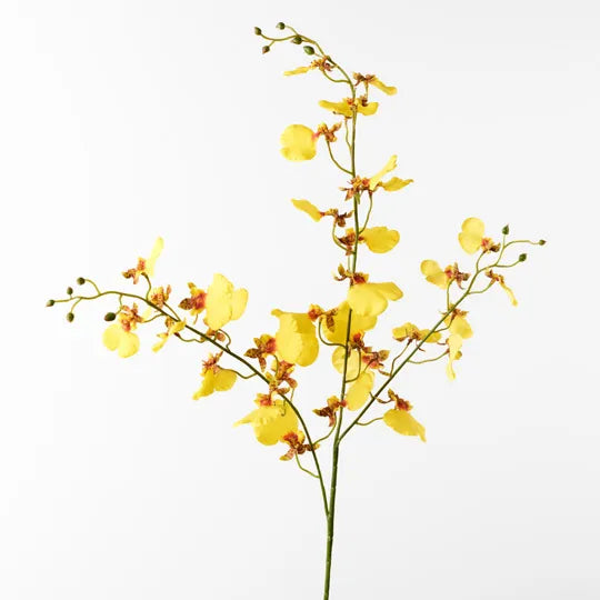 Orchid Dancing Yellow 98cml
