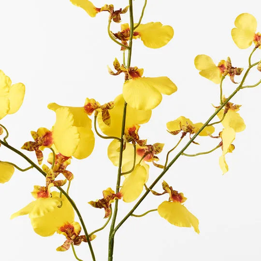 Orchid Dancing Yellow 98cml