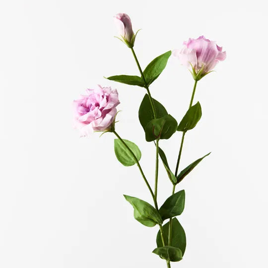 Lisianthus Lavender 72cml