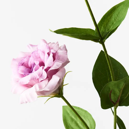 Lisianthus Lavender 72cml