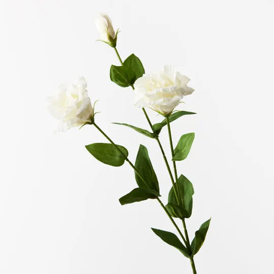 Lisianthus White 72cml
