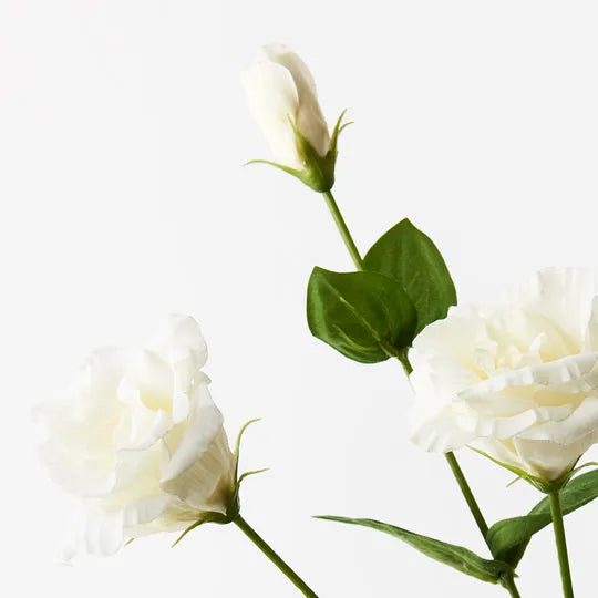 Lisianthus White 72cml