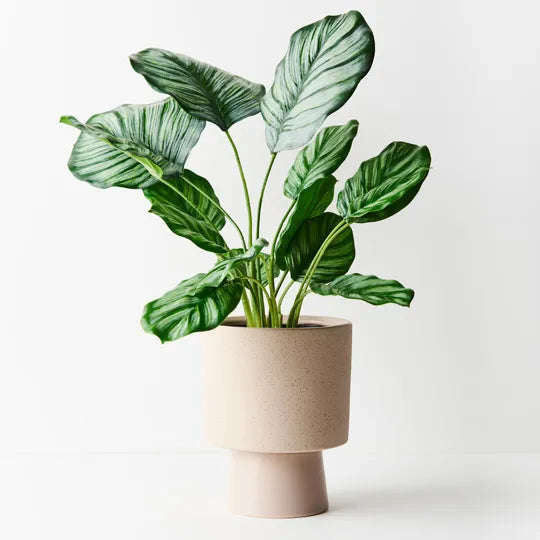 Calathea Plant Green 48cmh