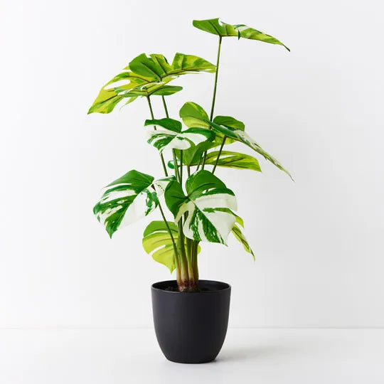Monstera Plant Variegated 50cmh