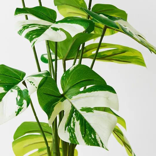Monstera Plant Variegated 50cmh