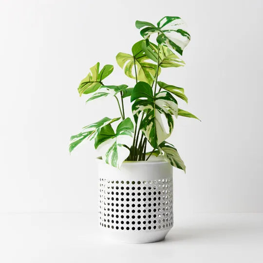 Monstera Plant Variegated 50cmh