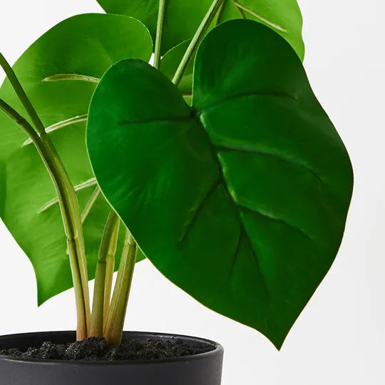 Philodendron Plant Green 28cmh