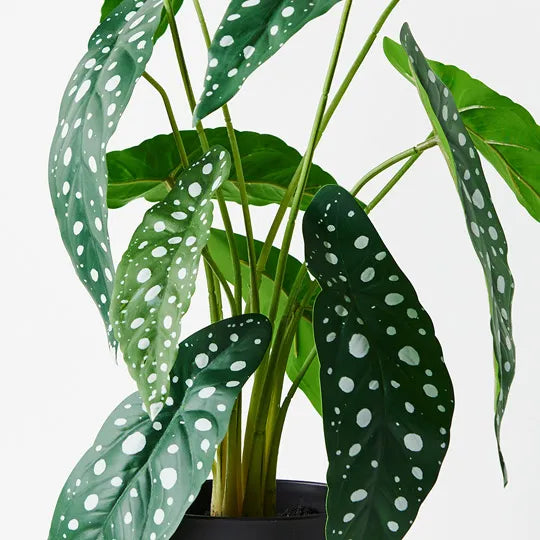 Begonia Maculata Plant Green 50cmh