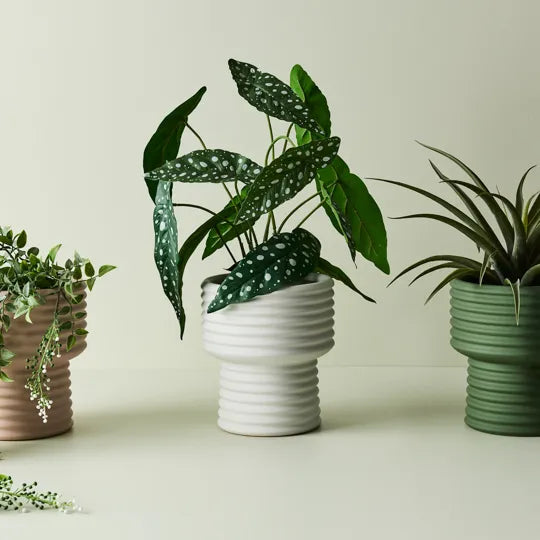 Begonia Maculata Plant Green 50cmh