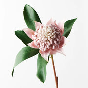 Waratah Light Pink (45cml) – thumbnail