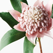 Waratah Light Pink (45cml) – thumbnail