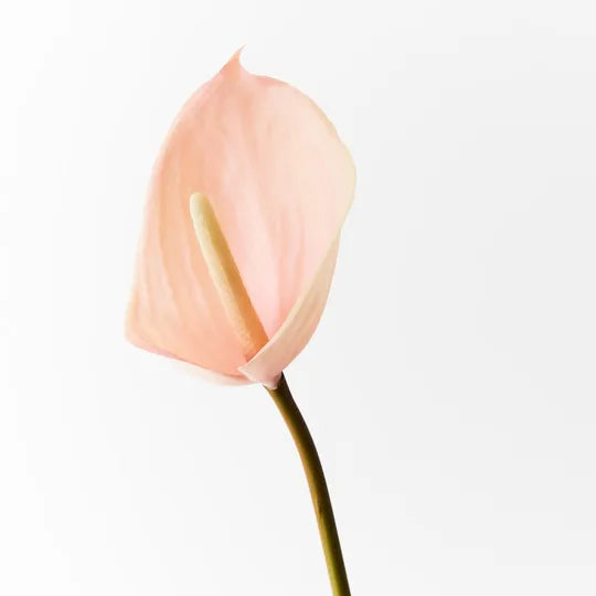 ARTIFICIAL FLOWER™ Anthurium Light Pink (60cml)