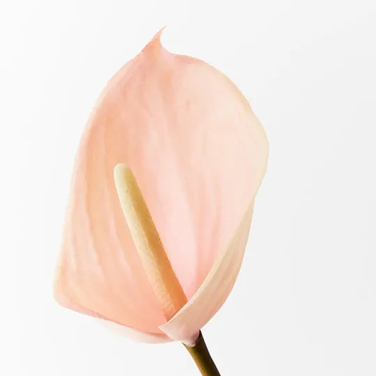 ARTIFICIAL FLOWER™ Anthurium Light Pink (60cml)