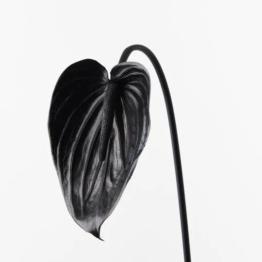Anthurium Black 74cml