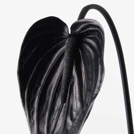 Anthurium Black 74cml