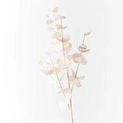 Eucalyptus Silver Dollar Ivory 86cml