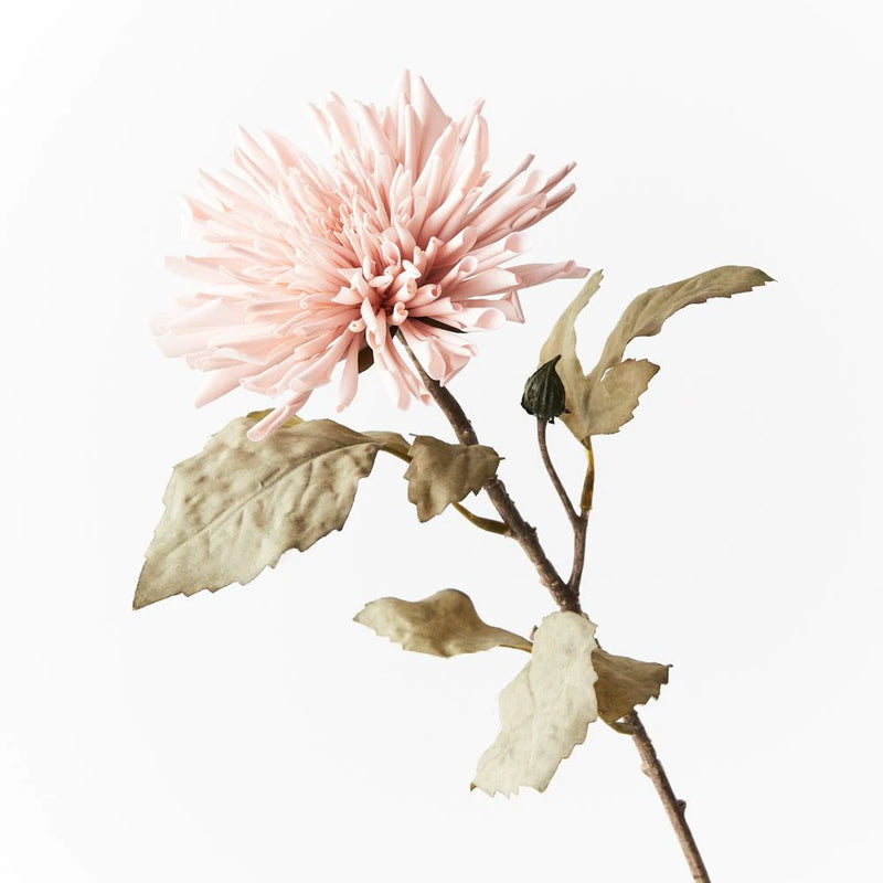 Dahlia Celeste Light Pink 61cml