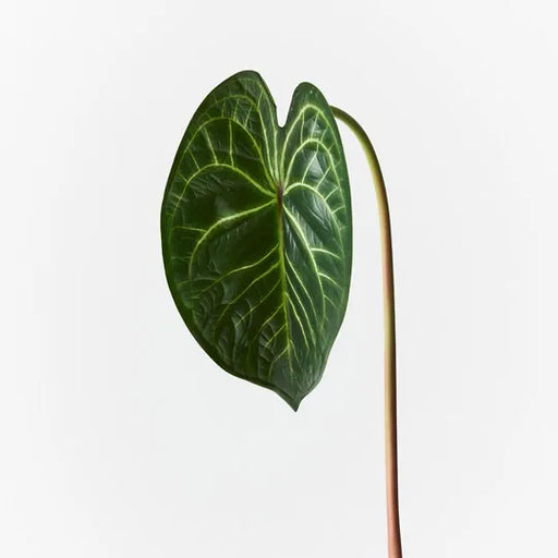 Anthurium Clarinervium Leaf Green