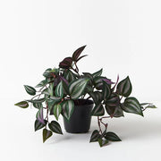 Wandering Jew Hanging Bush in Pot Dark Green 30cml – thumbnail
