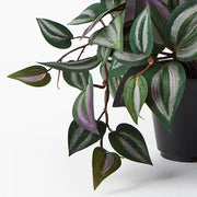 Wandering Jew Hanging Bush in Pot Dark Green 30cml – thumbnail