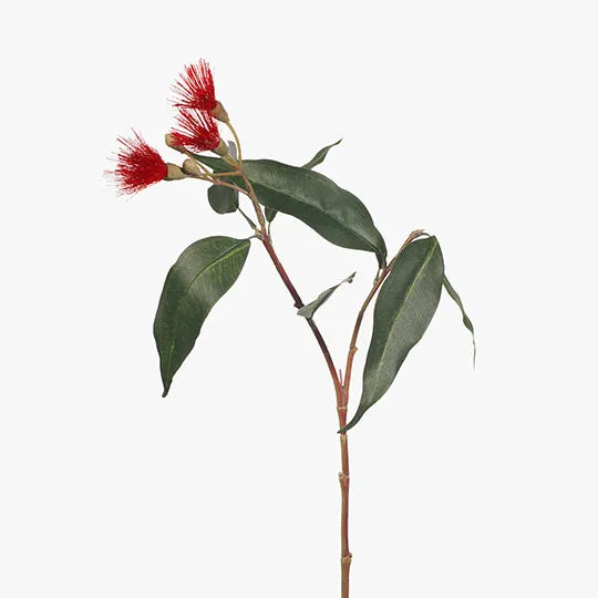 Eucalyptus Flowering Red 53cml