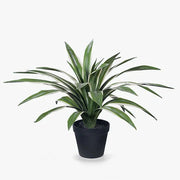 Yucca Plant Variegated 46cmh x 60cmd – thumbnail