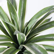 Yucca Plant Variegated 46cmh x 60cmd – thumbnail