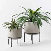 Yucca Plant Variegated 46cmh x 60cmd – thumbnail
