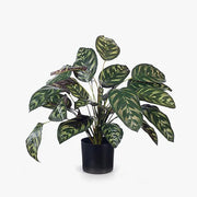 Calathea Plant Dark Green 50cmh – thumbnail