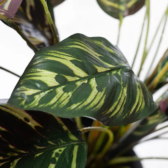 Calathea Plant Dark Green 50cmh