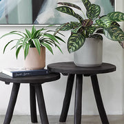 Calathea Plant Dark Green 50cmh – thumbnail