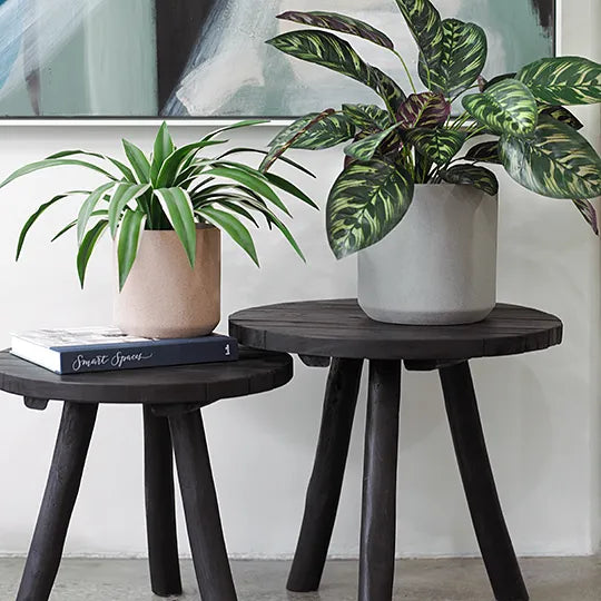 Calathea Plant Dark Green 50cmh